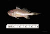 Juvenile Stellifer lanceolatus - Star Drum, SEAMAP collections